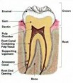 /album/endodontics/endodontics-1-jpg/